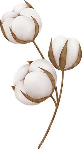 Cotton branch watercolor